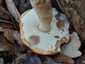 Vörös érdestinóru (Leccinum albostipitatum), Budai-hegység